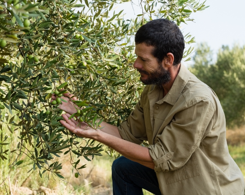 farmer checking a tree of olive 2021 08 28 16 47 08 utc