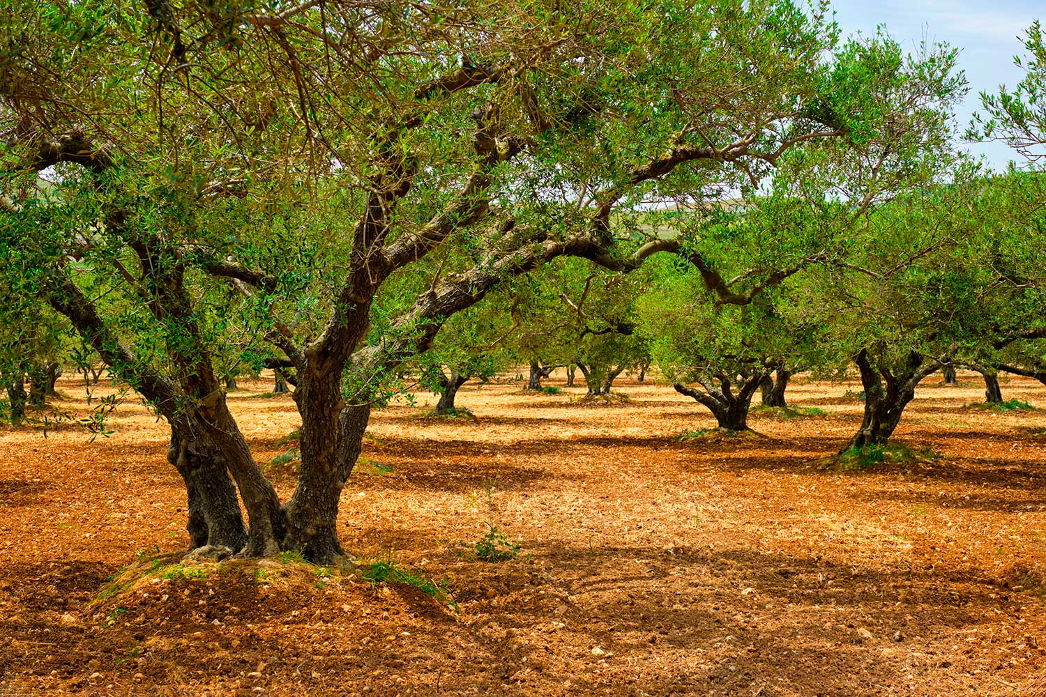 olive trees olea europaea in crete greece for oli 2022 02 08 02 33 56 utc